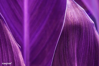 Close up of green Cigar flower leaves | Free  photo - 2310820