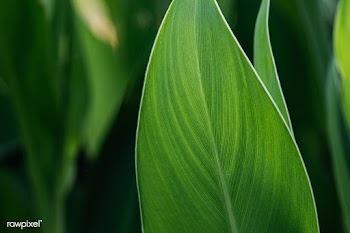 Close up of green Cigar flower leaves | Free  photo - 2312956