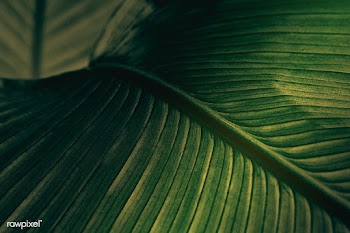 Close up of green Cigar flower leaves | Free  photo - 2312975