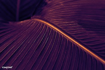 Close up of green Cigar flower leaves | Free  photo - 2312987