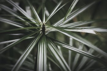 Close-up Of Green Leafed Plant
