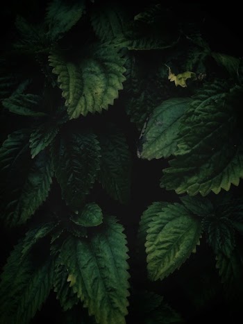 Close-Up of Green Leaves