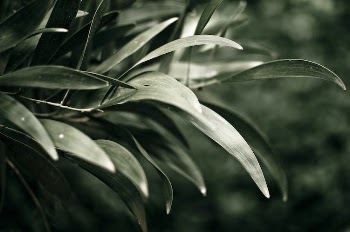 Close-up of Green Leaves