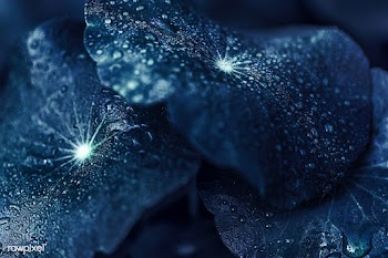 Close up of green pennyworth leaves background | Free  photo - 2309601