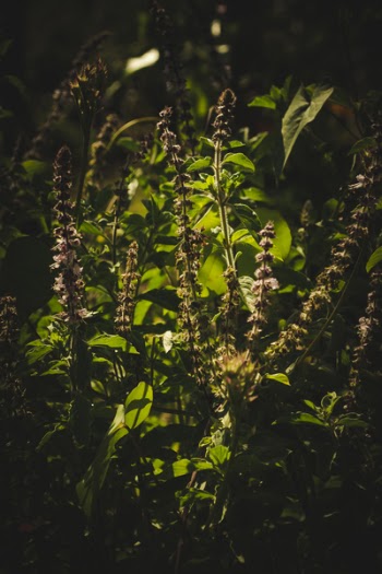 Close-Up of Green Plants