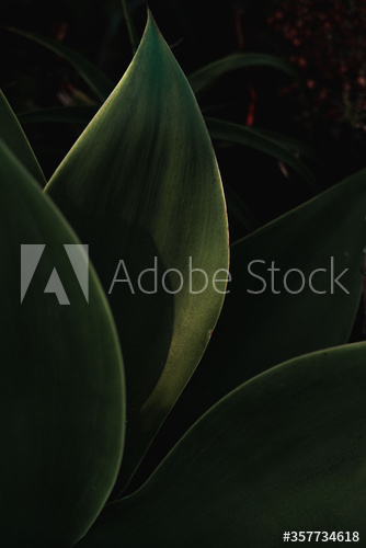 Close up of green succulent leaves