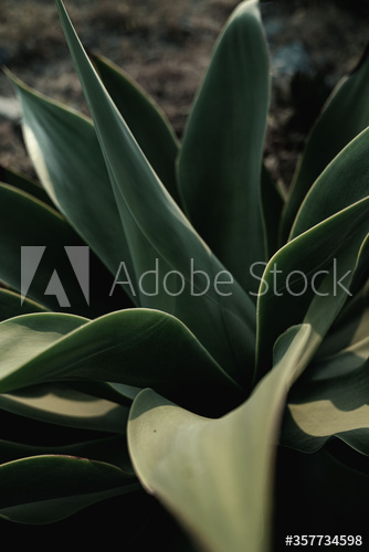 Close up of green succulent plant