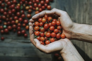 Close-up of Hands Holding Cherry Tomatoes
