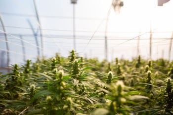 Close up of hemp plants inside a greenhouse.