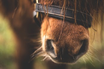 Close-up of Horse Nose