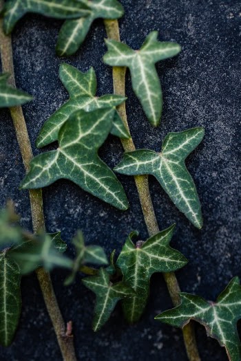 Close-up of Ivy