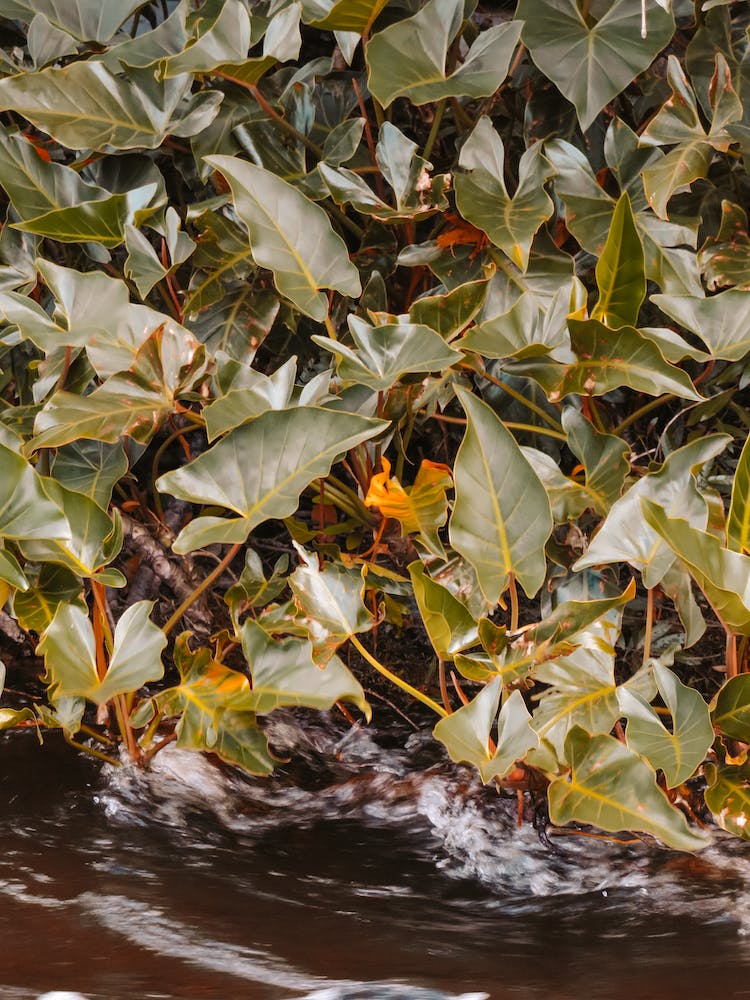 Close-up of Ivy Leaves