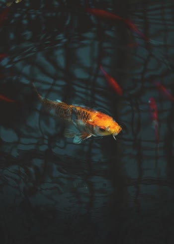 Close-up of Koi Fish
