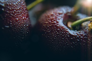 Close Up of Leaf