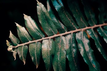 close-up of linear leafed plant