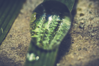 Close-up of Lizard on Grass