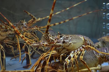 Close-up of Lobster