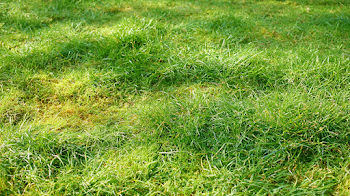 Close-Up of Lush Green Grass Lawn