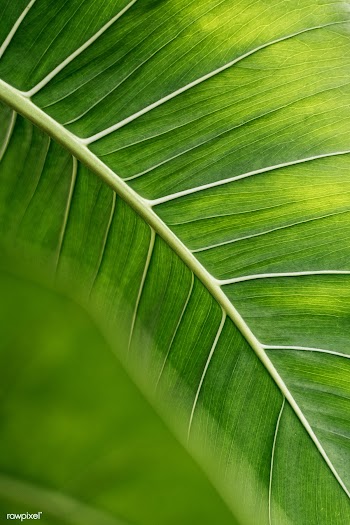 Close up of Monstera delicosa leaves | Free  photo - 2260510
