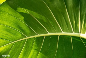 Close up of Monstera delicosa leaves | Free  photo - 2263867