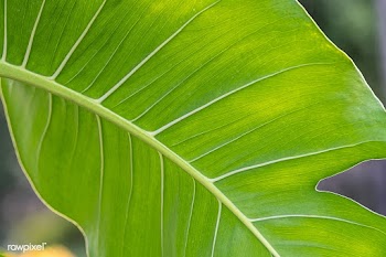 Close up of Monstera delicosa leaves | Free  photo - 2270374