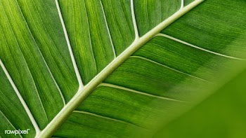 Close up of Monstera delicosa leaves | Free  photo - 2310827