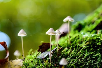 Close-up of Mushroom