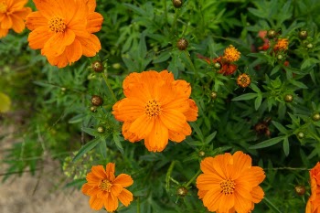 Close up of Orange Flowers