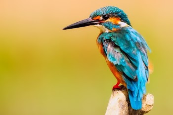 Close-up of Peacock