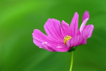 Close-up of Pink Flower
