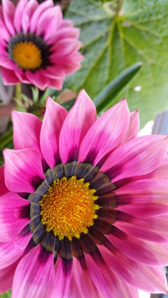 Close-up of Pink Flowers in Bloom