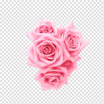 Close-up of pink Rose flowers, Beach rose Garden roses Centifolia roses Pink Flower, rose transparent background PNG clipart