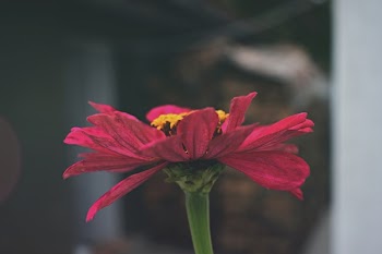Close-up of Pink Zinnia Flower