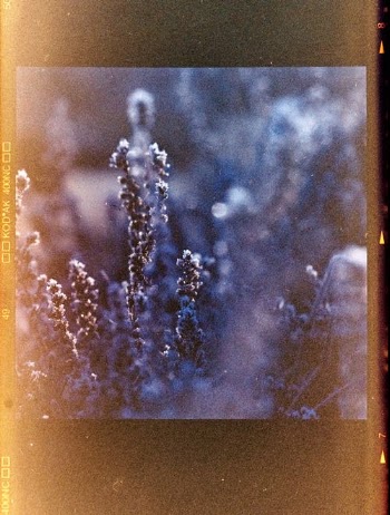 Close-Up of Plant on Film with Light Leak · Free Stock Photo