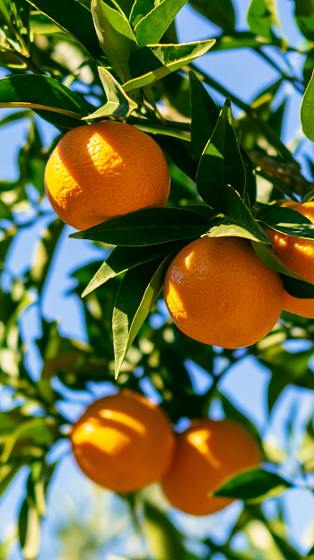 Close-Up of Plump Tangerines on Tree