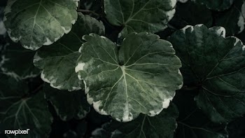 Close up of Polyscias Balfouriana leaves background | Free  photo - 2260557