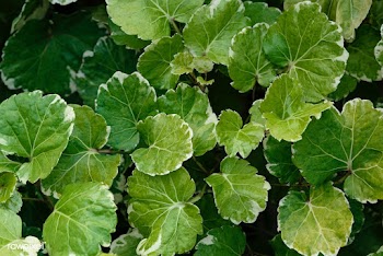 Close up of Polyscias Balfouriana leaves | Free  photo - 2263460