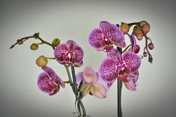 Close-up of Purple Orchid Flowers