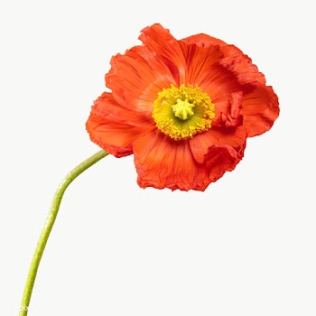 Close up of red poppy flower transparent png | Free  transparent png - 2278101