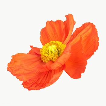 Close up of red poppy flower transparent png | Free  transparent png - 2278195