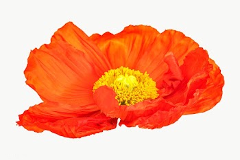 Close up of red poppy flower transparent png | Free  transparent png - 2278206