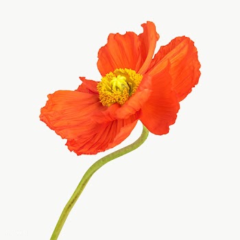 Close up of red poppy flower transparent png | Free  transparent png - 2278245