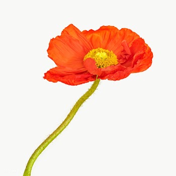 Close up of red poppy flower transparent png | Free  transparent png - 2278253
