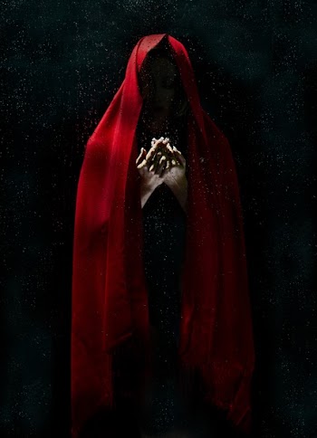 Close Up of Red Rose on Black Background
