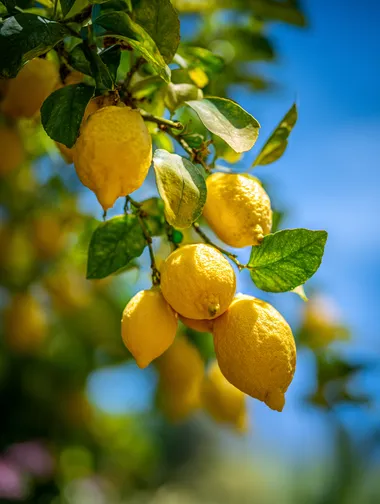 Close-Up of Ripe Lemons on a Mature Lemon Tree Close-Up of Ripe Lemons on a Mature Lemon Tree