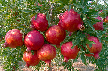Close-Up of Ripe Pomegranates on a Lush Tree