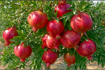 Close-Up of Ripe Pomegranates on Tree