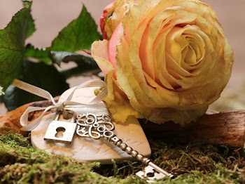 Close-up of Roses