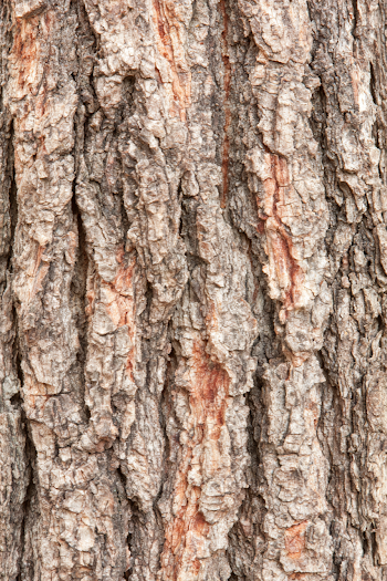 Close-Up of Rugged Tree Bark Texture