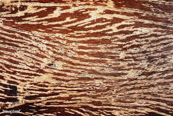 Close up of rustic textured wood pattern | Free stock vector - 525180